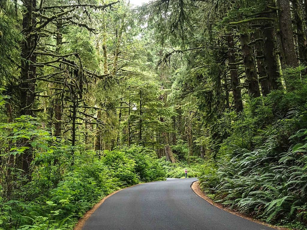 Wybrzeże Oregonu – najpiękniejsze klify i plaże 9 Wybrzeze Oregonudroga przez Ecola State Park mglisty las Sitka spruce 1