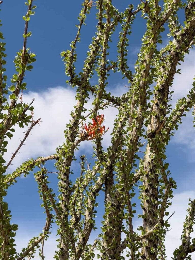 Co zobaczyć w Anza-Borrego Desert State Park – przewodnik 10 Anza Borrego Ocotillo kwitnie