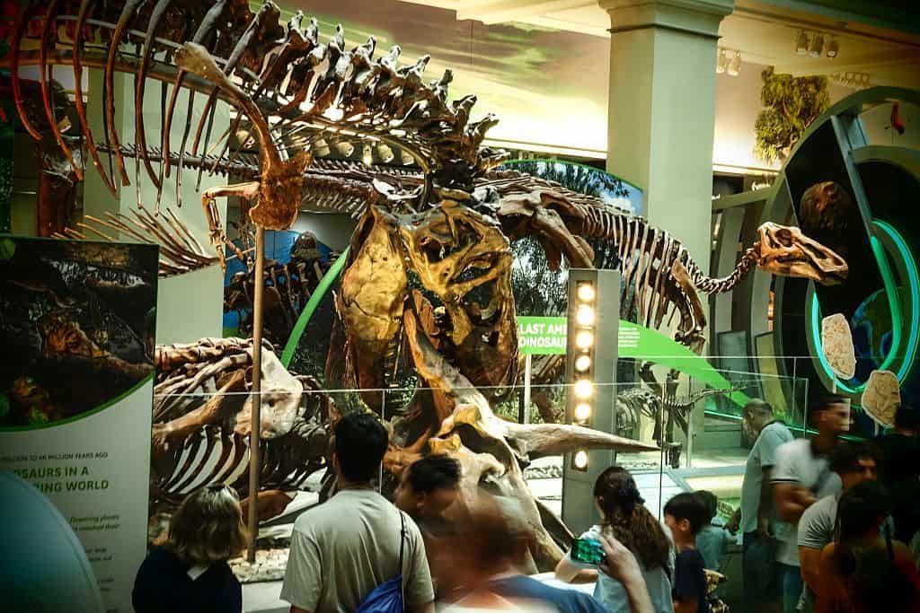 Zwiedzanie Waszyngtonu - przewodnik po stolicy 24 Zwiedzanie Waszyngtonu – T. rex w galerii dinozaurow 1