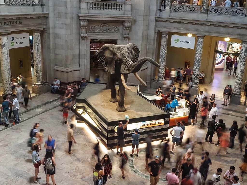 Zwiedzanie Waszyngtonu - przewodnik po stolicy 16 Zwiedzanie Waszyngtonu – slon w rotundzie Muzeum Historii Naturalnej