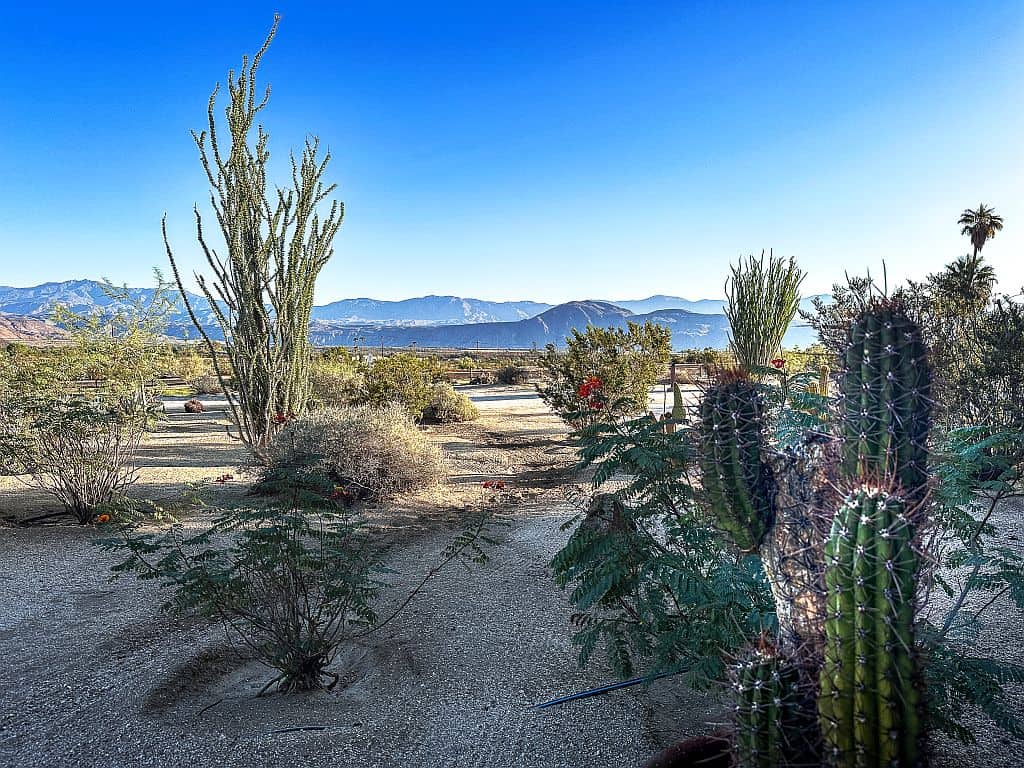 Co zobaczyć w Anza-Borrego Desert State Park – przewodnik 12 rosliny na pustyni Anza Borrego