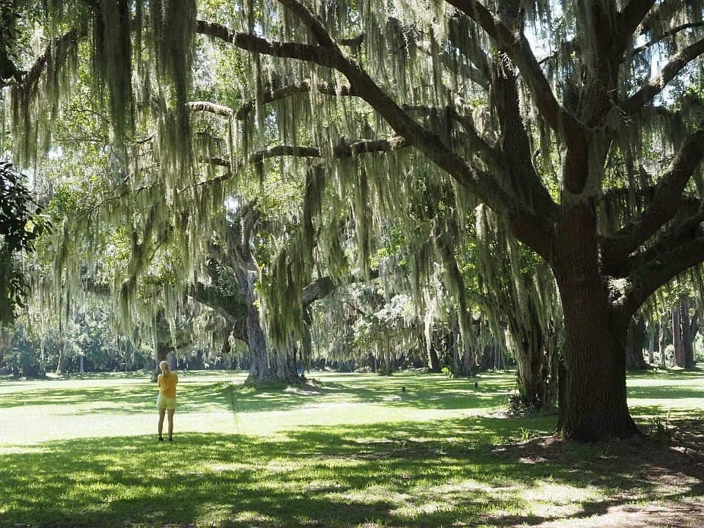 golden Isles w Georgii spanish moss