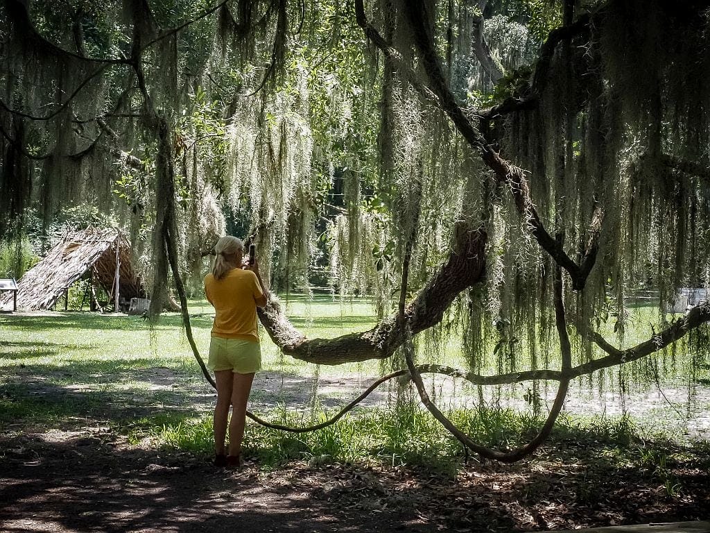spanish moss na golden isles w georgii