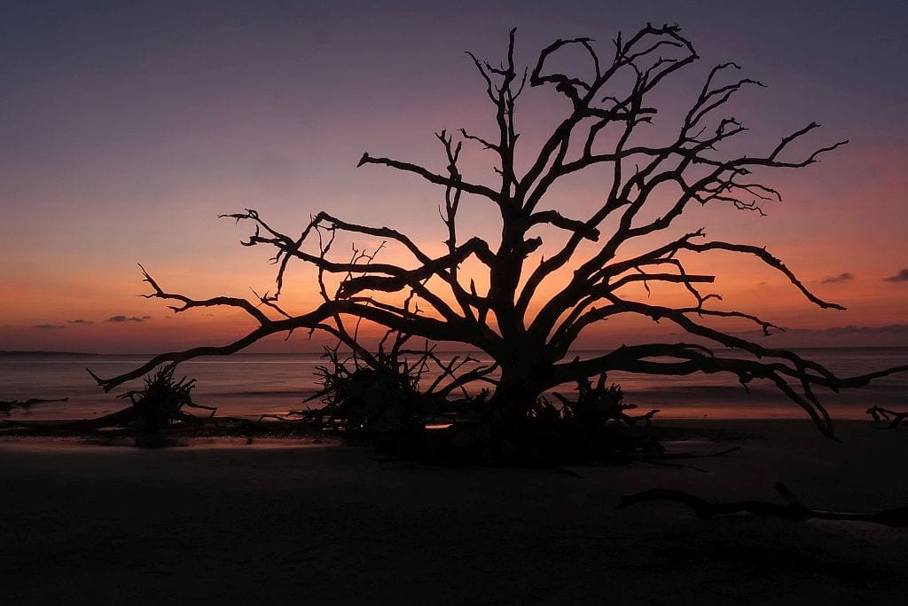 sunrise na Driftwood beach na wyspie Jekyll