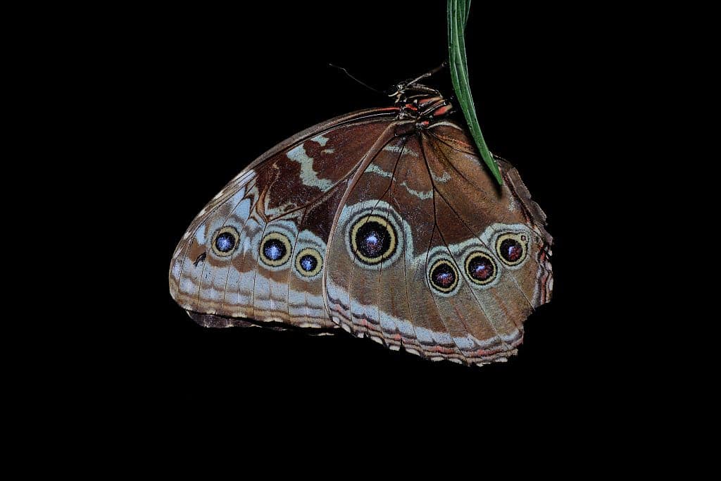 Blue Morpho w nocy spi