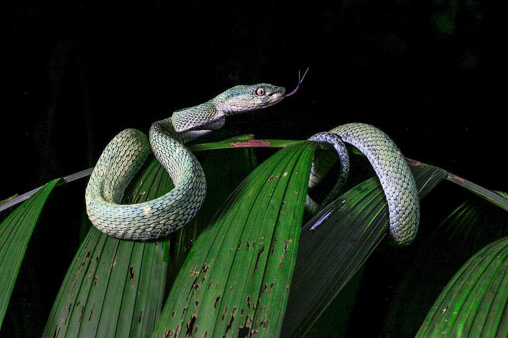 Eyelash Viper kostaryka