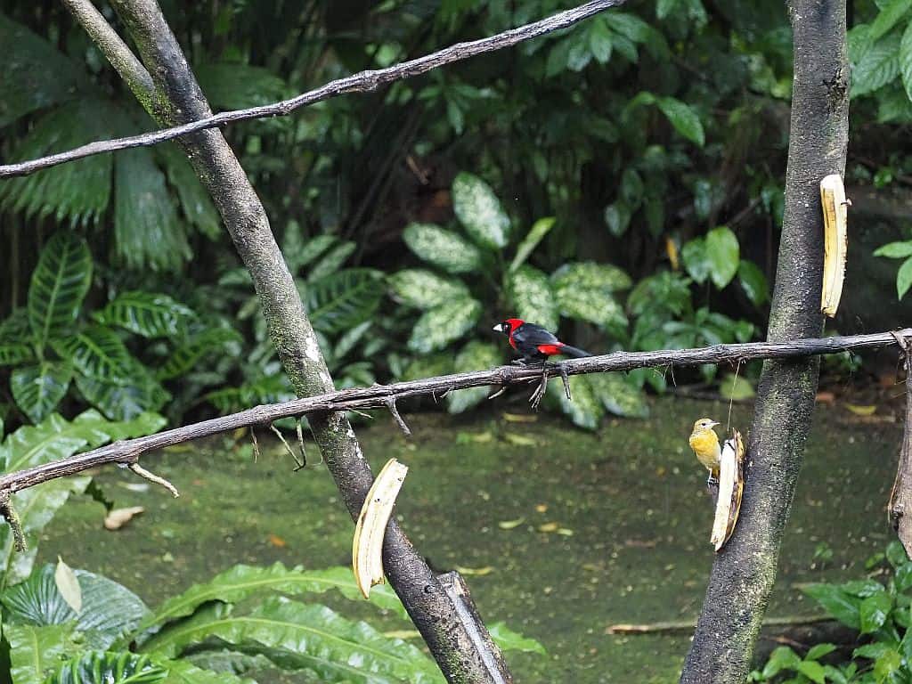 Kostaryka karmnika dla ptakow