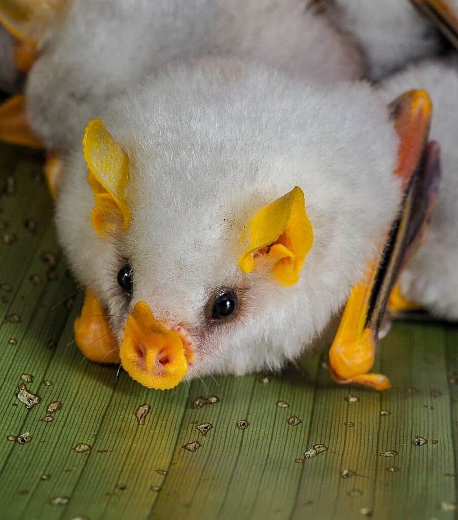 Kostaryka na wlasna reke Honduran white bat 1