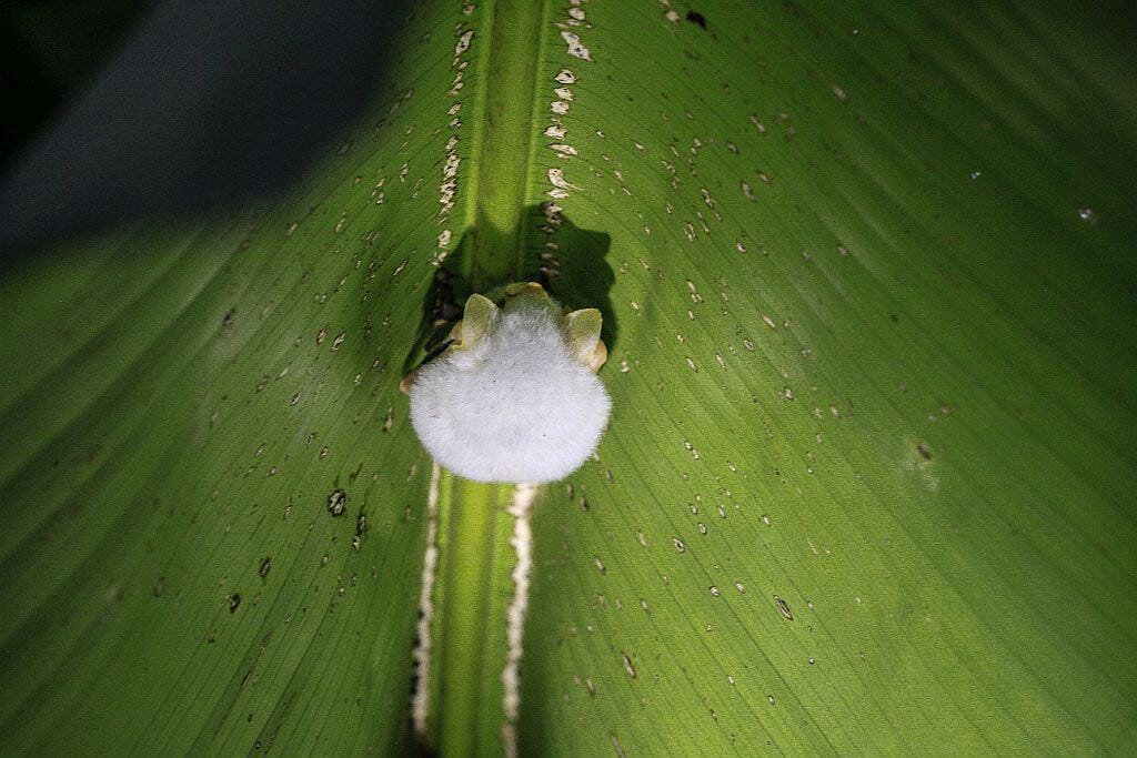Kostaryka na wlasna reke Honduran white bat