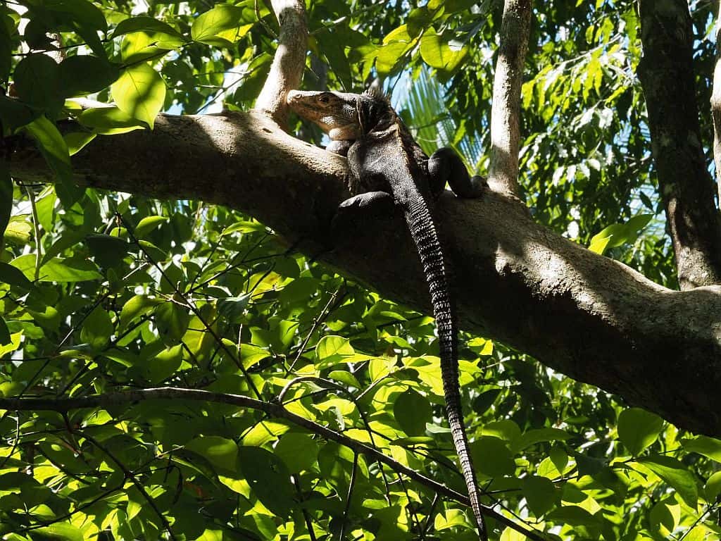 Kostaryka na wlasna reke Park Narodowy Manuel Antonio iguana