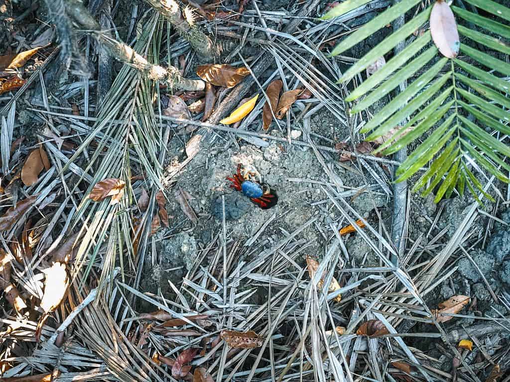 Kostaryka na wlasna reke Park Narodowy Manuel Antonio krab