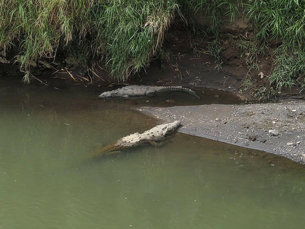 Kostaryka na wlasna reke Rio Tarcoles – krokodyle w Kostaryce