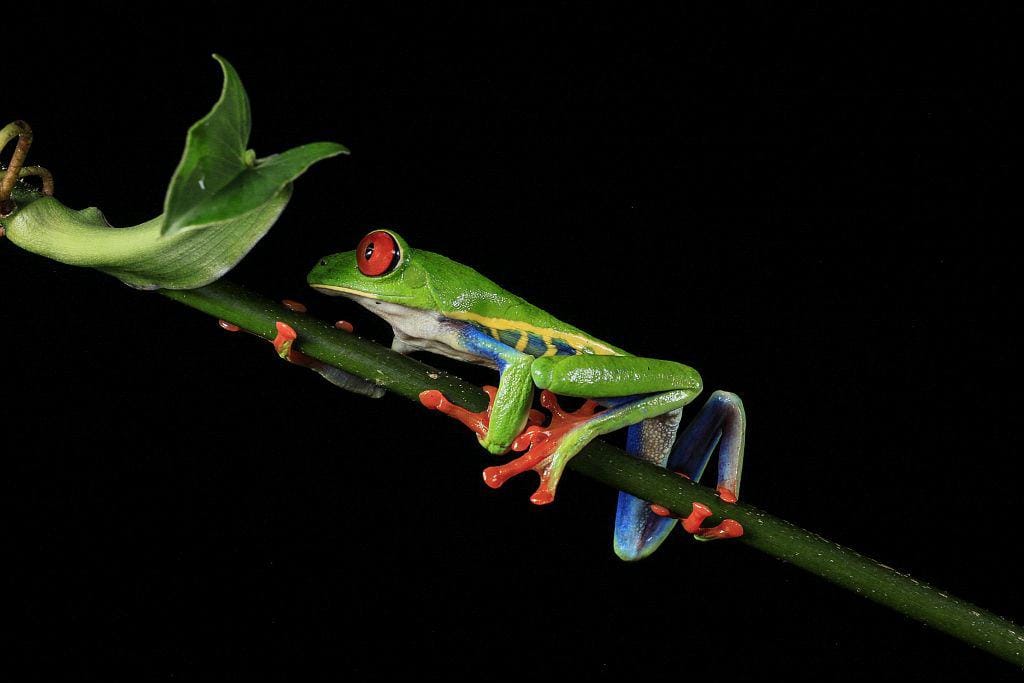 Kostaryka na wlasna reke Rzekotka czerwonooka na galezi