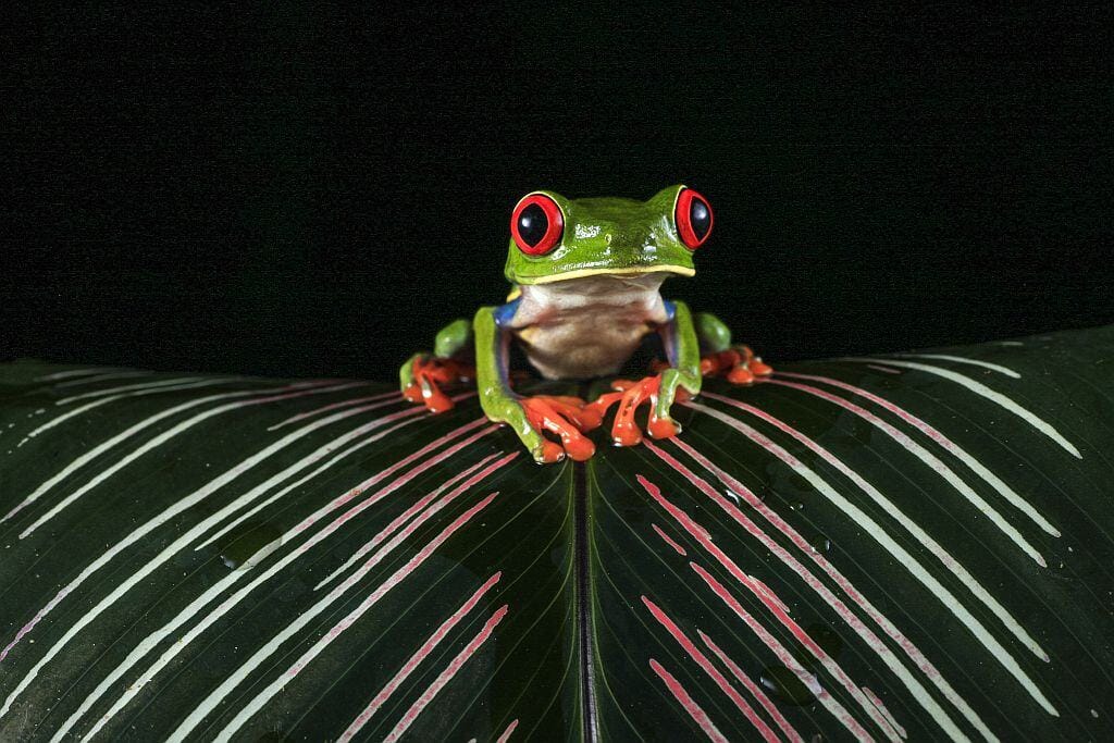 Kostaryka na wlasna reke Rzekotka czerwonooka na lisciu