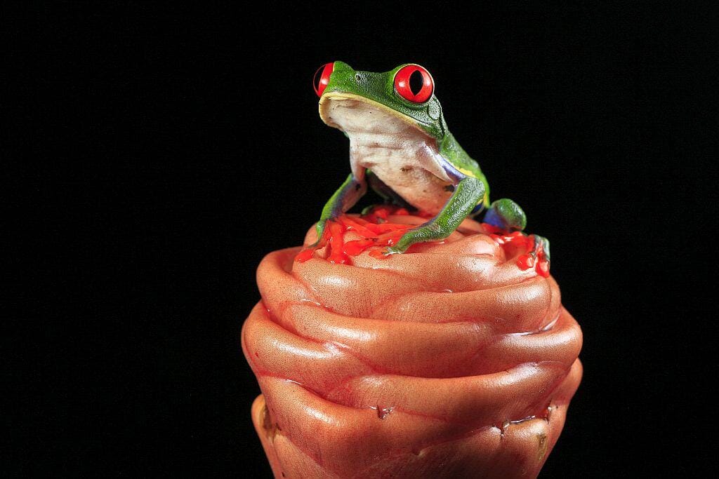 Kostaryka na wlasna reke Rzekotka czerwonooka siedzi na imbirowcu