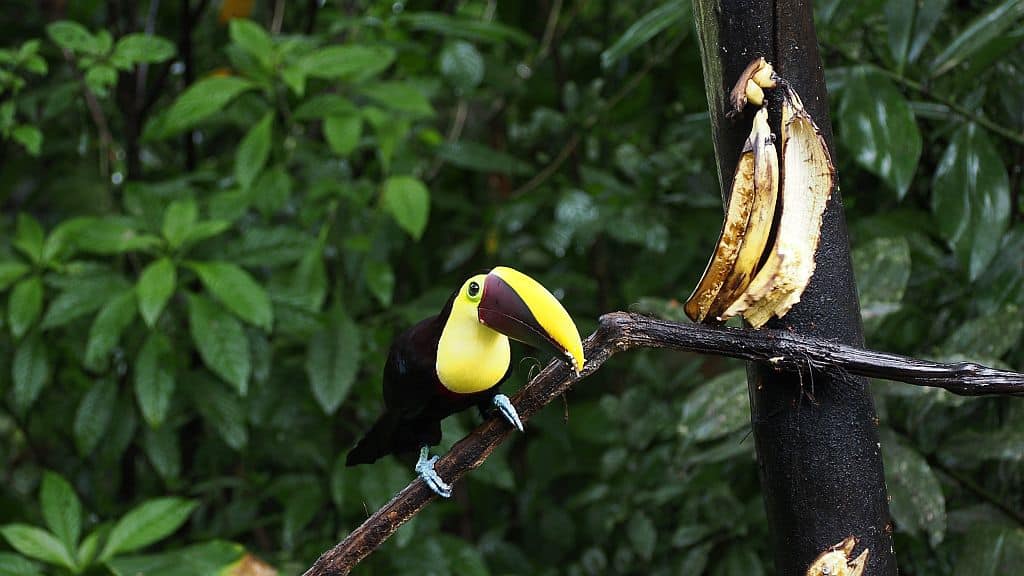 Kostaryka na wlasna reke las deszczowy i tukan