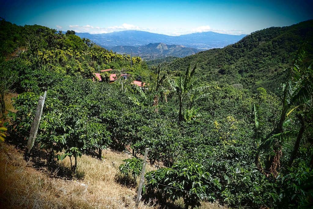 Kostaryka na wlasna reke plantacje kawy w gorach