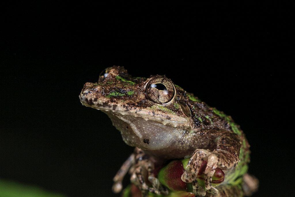 Scinax boulengeri zaba krokodyl 1