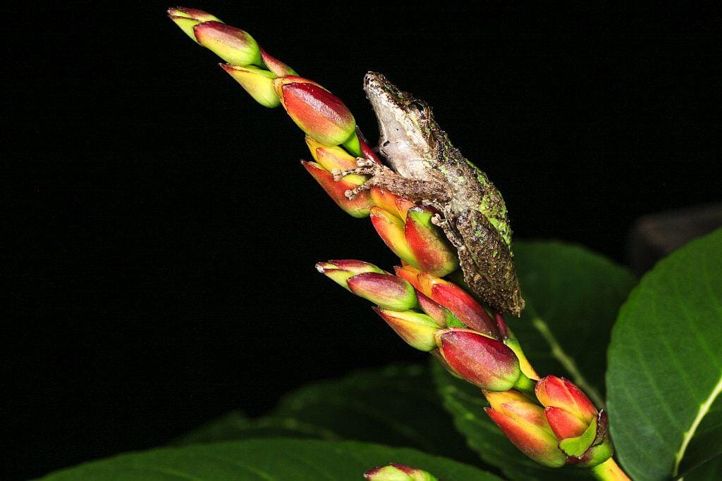 aba krokodyla z kostaryki