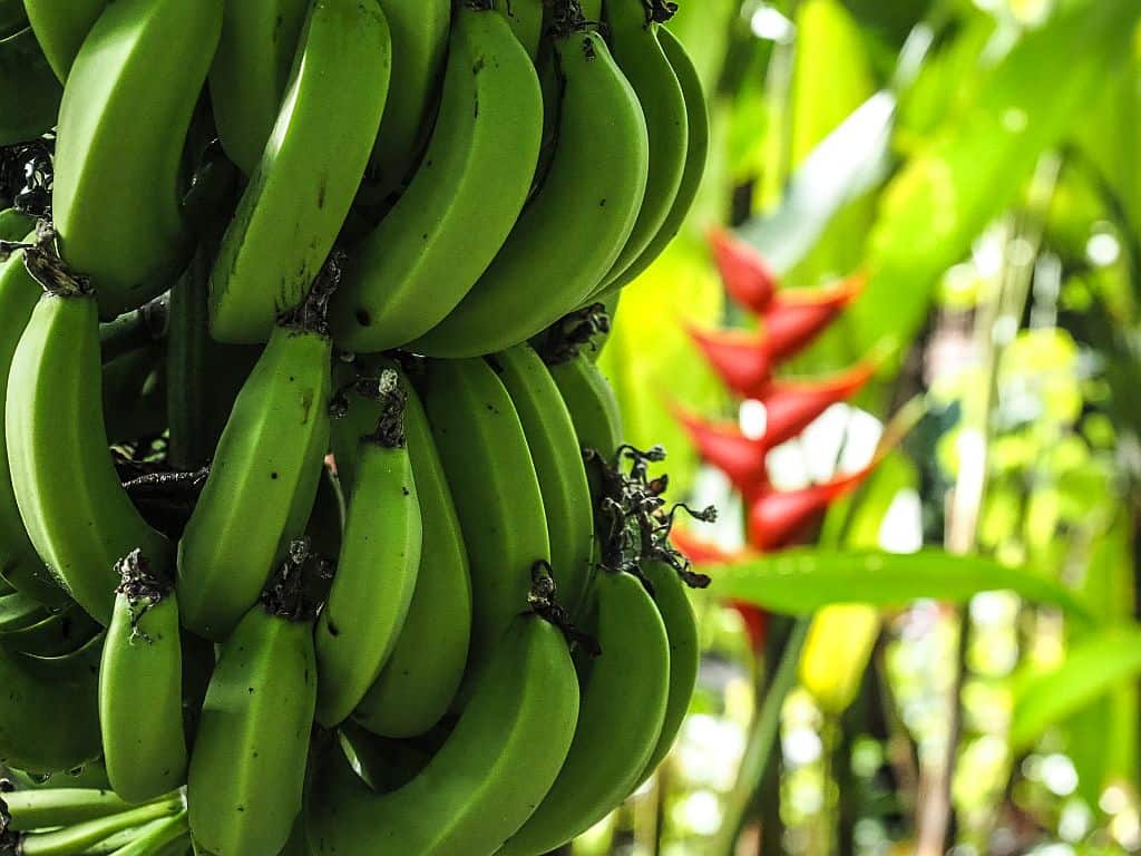 banany z Kostaryki