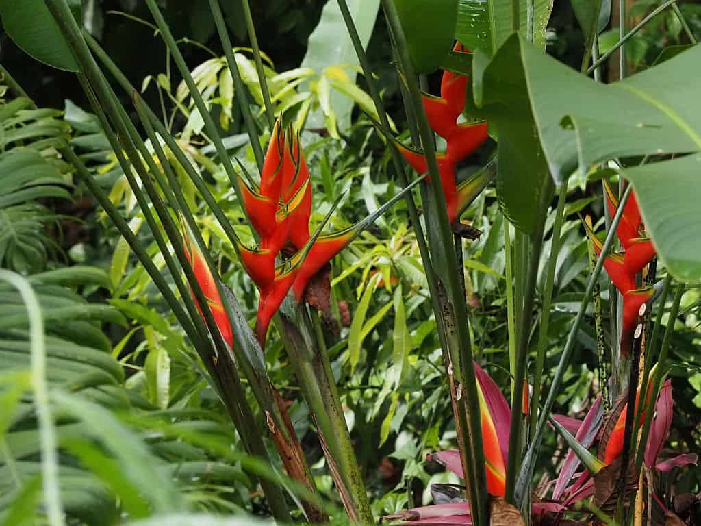 co zobaczyć w Kostaryce - lobster flower