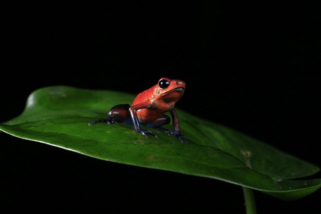 kostaryka Blue Jeans Frog