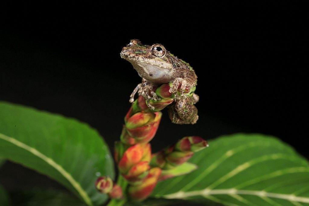 kostaryka Scinax boulengeri zaba krokodyl 1
