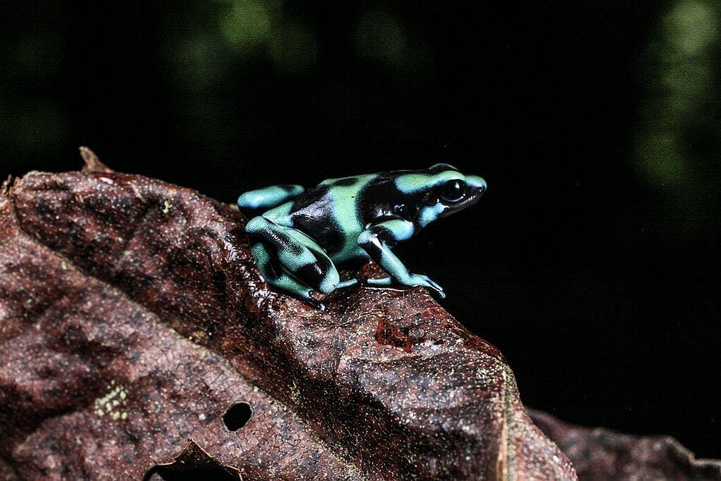 kostaryka drzewolaz zlocisty