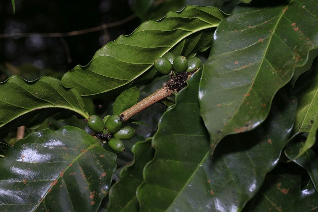 kostaryka kawa na krzaku