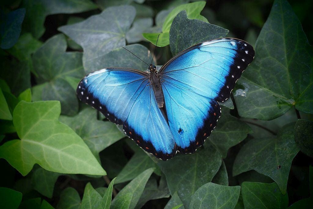 kostaryka motyl Blue Morpho