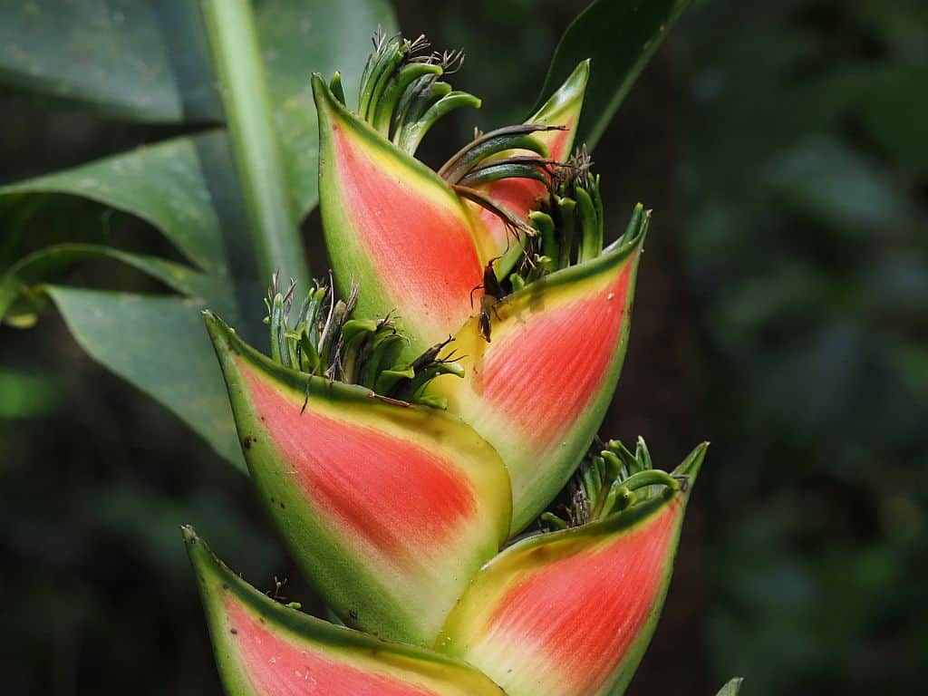 kostaryka na wlasdna reke lobster kwiat