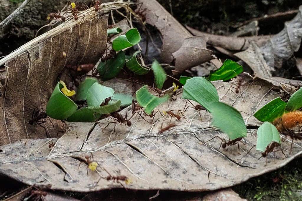kostaryka na wlasdna reke mrowki z wielkimi liscmi