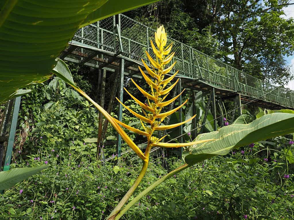 kostaryka na wlasdna reke selva verde lodge