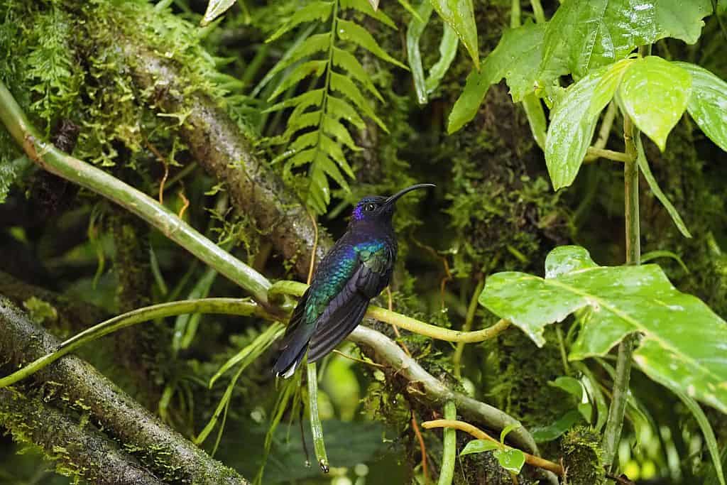 kostaryka na wlasna reke Sarapiqui fioletowy koliber