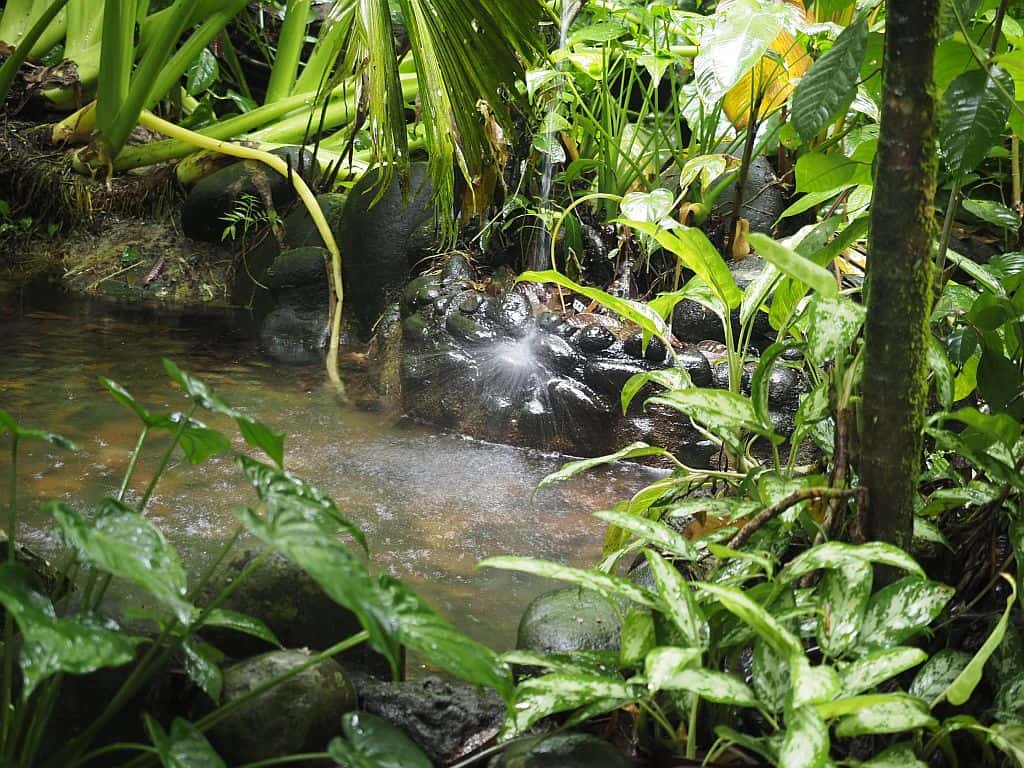 kostaryka na wlasna reke Sarapiqui selva verde