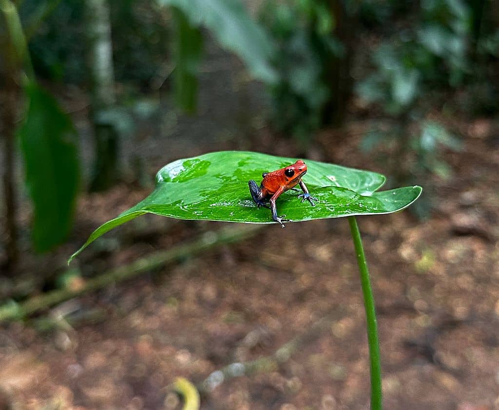 kostaryka zaba Blue Jeans 1
