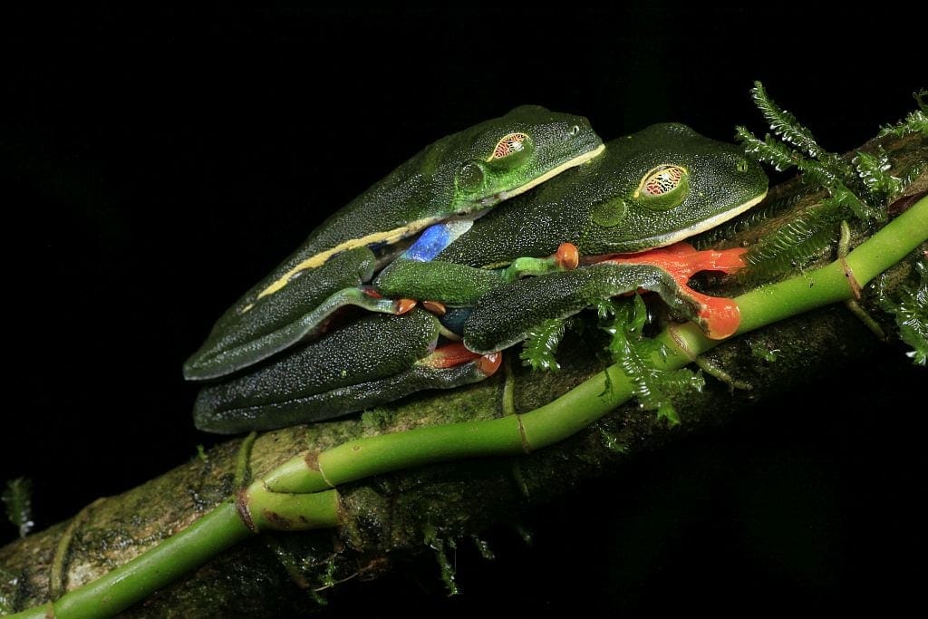 rzekotka czerwonnoka samica i samiec