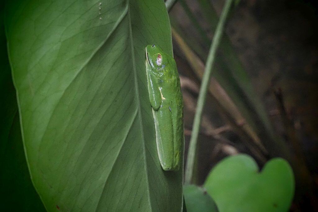 rzekotka czerwonooka spi na lisciu