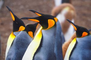 Pingwiny królewskie na Falklandach